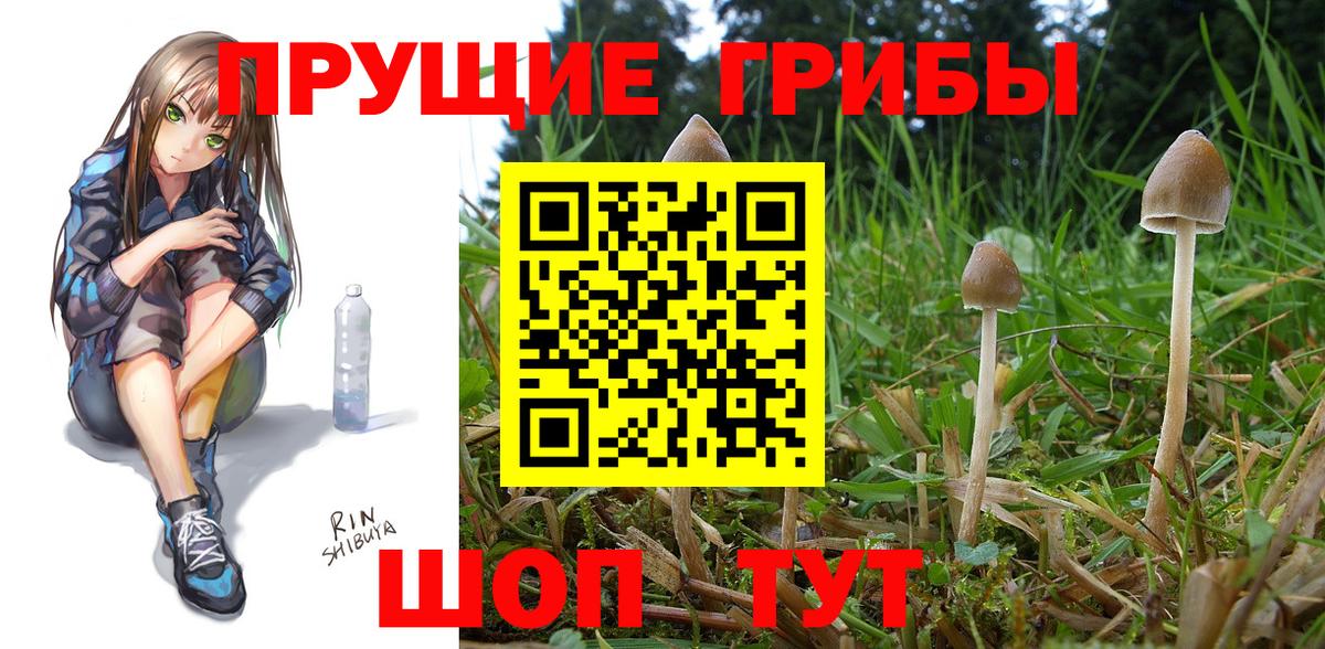 Галлюциногенные грибы Psilocybine cubensis Медногорск